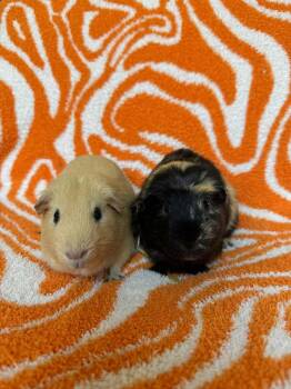 Rescue Guinea Pig Guinea Pigs for Adoption in Sauk Village, Illinois - Butcher + Hughie Bonded Pair | PetCurious